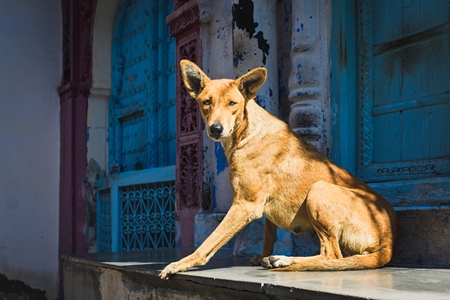 Indian street dog or stray pariah dog in the sun with blue door background, Jodhpur, India, 2022