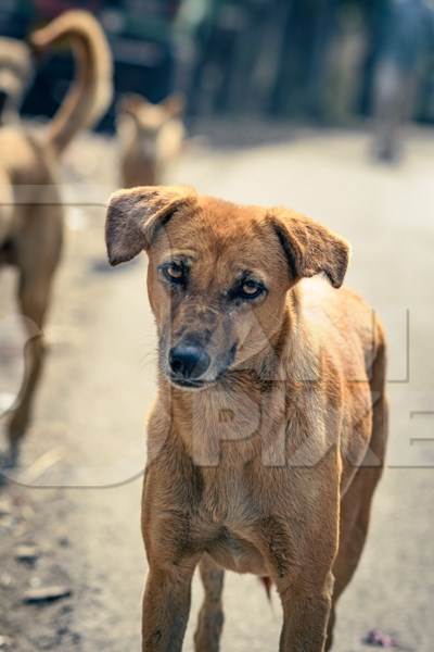 Portrait of Indian street or stray pariah dog on the road in urban city in Maharashtra, India, 2022