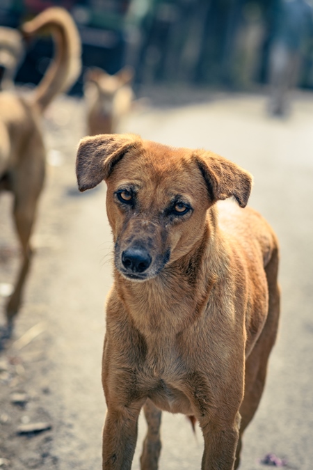 Portrait of Indian street or stray pariah dog on the road in urban city in Maharashtra, India, 2022