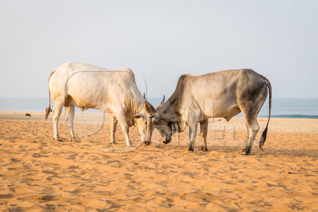 Street cows on beach in Goa in India with blue sky background and  sand