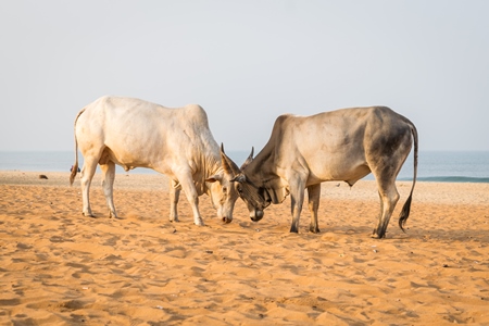 Street cows on beach in Goa in India with blue sky background and  sand