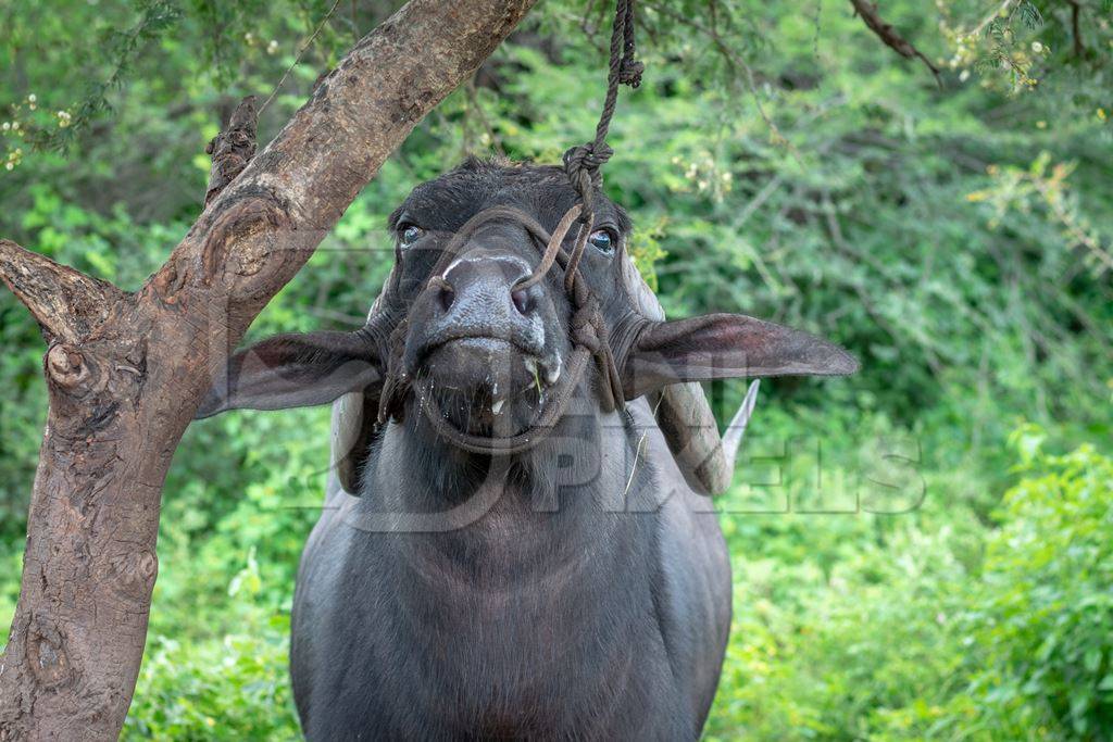 Large Indian male buffalo bull tied up to to a tree crying in pain from the nose rope on Indian buffalo dairy farm in Pune, India