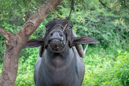 Large Indian male buffalo bull tied up to to a tree crying in pain from the nose rope on Indian buffalo dairy farm in Pune, India