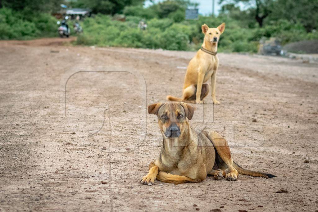 Indian street or stray dogs on the road in the urban city of Pune, India