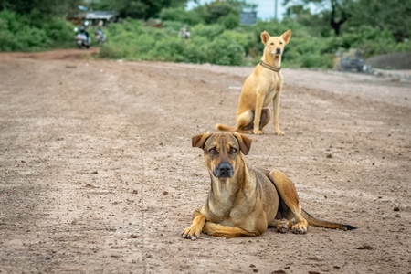 Indian street or stray dogs on the road in the urban city of Pune, India