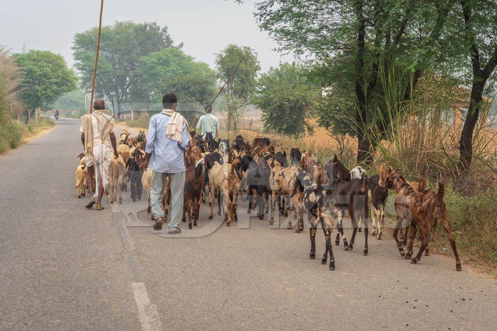 Farmer with herd of goats and sheep walking along road in rural Rajasthan with trees in background