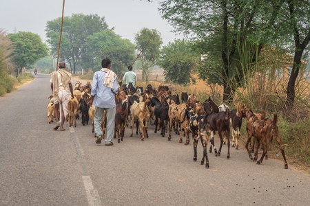 Farmer with herd of goats and sheep walking along road in rural Rajasthan with trees in background