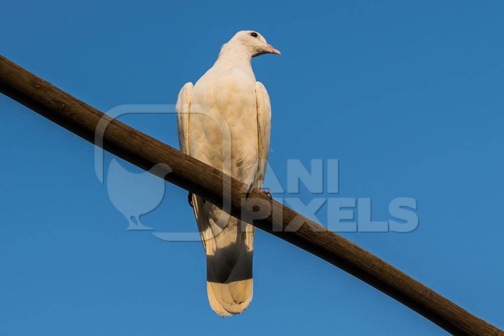 White pet dove or pigeon in Mumbai with blue sky background