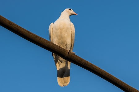 White pet dove or pigeon in Mumbai with blue sky background