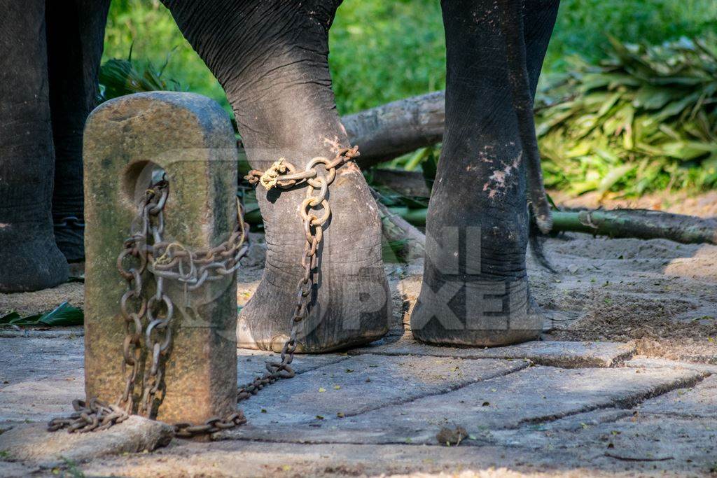 Captive elephant in chains at an elephant camp in Guruvayur in Kerala to be used for temples and religious festivals