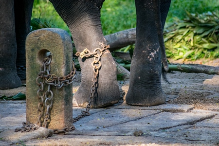 Captive elephant in chains at an elephant camp in Guruvayur in Kerala to be used for temples and religious festivals