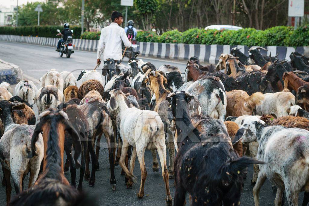 Herd of goats and sheep being led by farmer in an urban city street