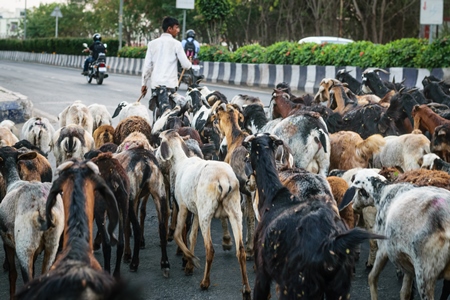 Herd of goats and sheep being led by farmer in an urban city street