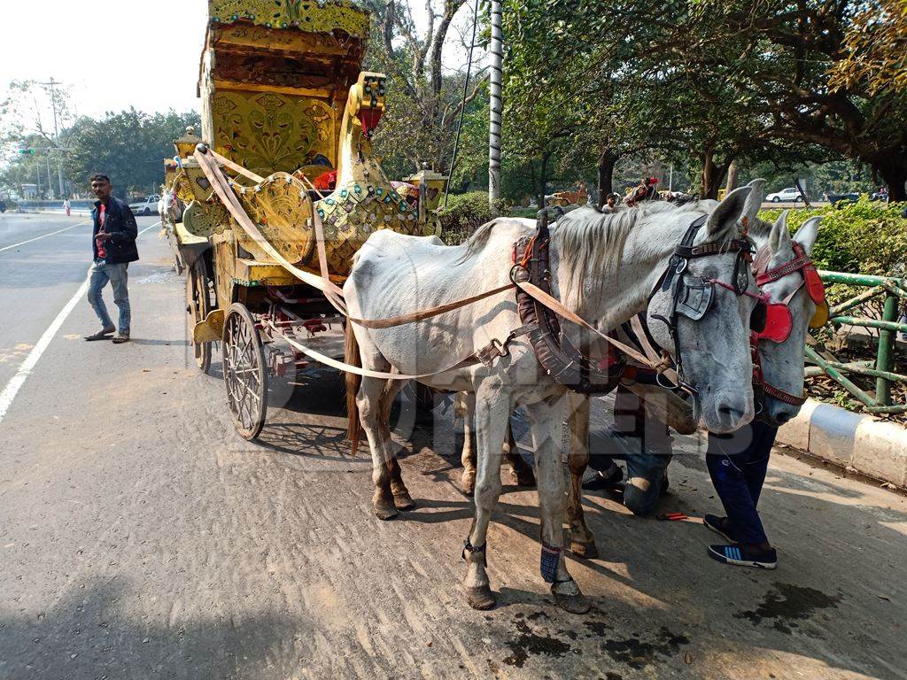 Horses in poor condition and exploited for carriage rides stand in front of Victoria Memorial, Kolkata, India, 2021