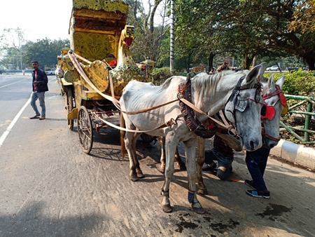 Horses in poor condition and exploited for carriage rides stand in front of Victoria Memorial, Kolkata, India, 2021