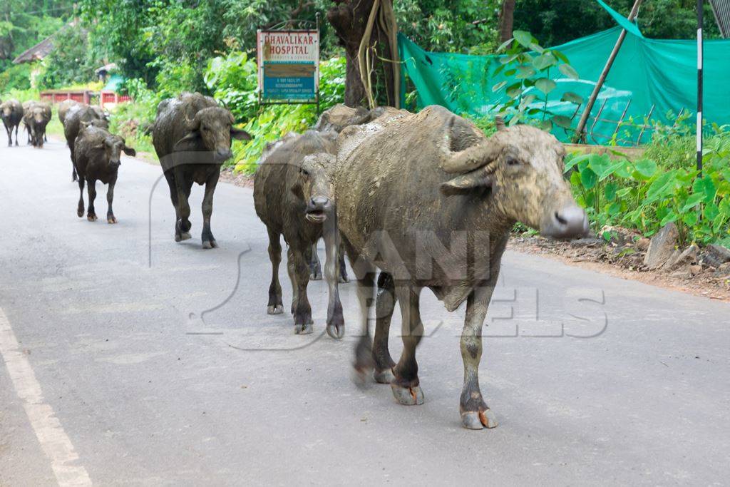 Herd of buffaloes walking along the street in Goa