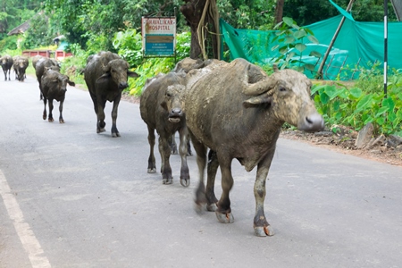 Herd of buffaloes walking along the street in Goa