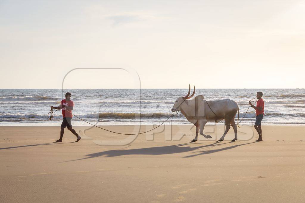 Large bullock or bull on the beach with two men in Goa, India