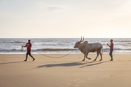 Large bullock or bull on the beach with two men in Goa, India