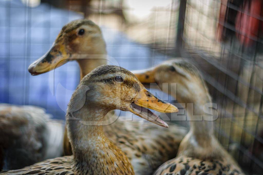 Ducks on sale for meat at an animal market