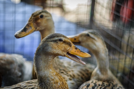 Ducks on sale for meat at an animal market