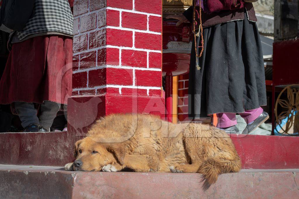 Indian street or stray dog in Ladakh in the mountains of the Himalayas sitting next to red prayer wheels