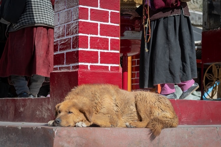 Indian street or stray dog in Ladakh in the mountains of the Himalayas sitting next to red prayer wheels