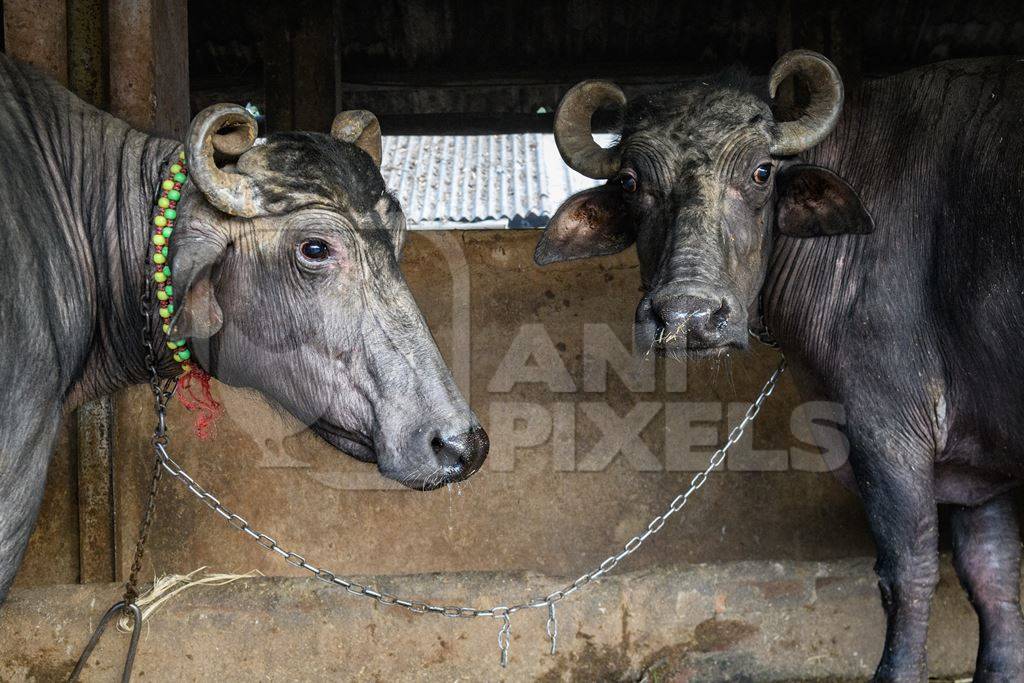 Two farmed Indian buffaloes chained up on an urban dairy farm or tabela, Aarey milk colony, Mumbai, India, 2023