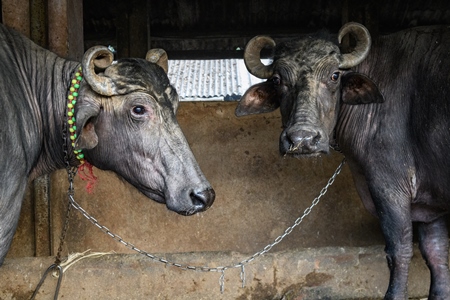 Two farmed Indian buffaloes chained up on an urban dairy farm or tabela, Aarey milk colony, Mumbai, India, 2023