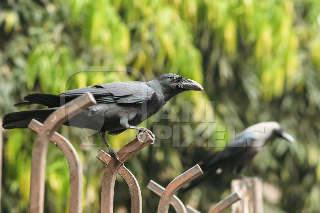 Indian jungle crows Corvus culminatus and Indian house crows Corvus splendens on fence in city of Pune, Maharashtra, India, 2021