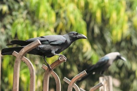 Indian jungle crows Corvus culminatus and Indian house crows Corvus splendens on fence in city of Pune, Maharashtra, India, 2021