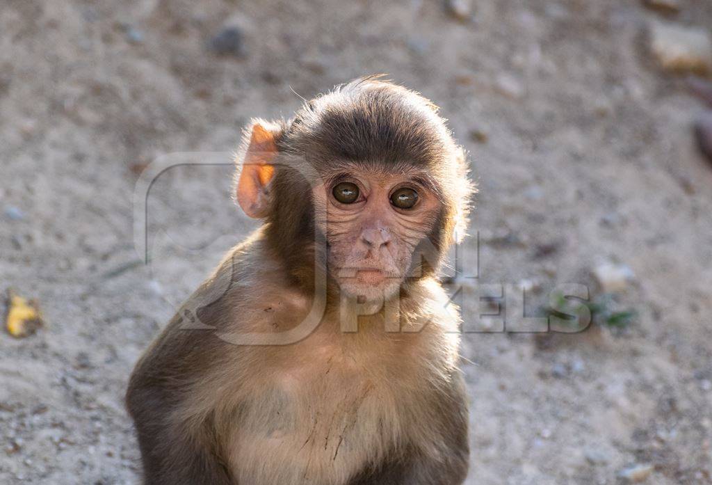 Baby Indian macaque monkey, India