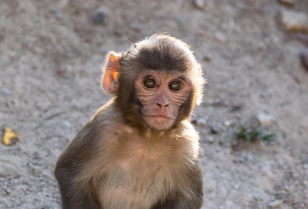 Baby Indian macaque monkey, India