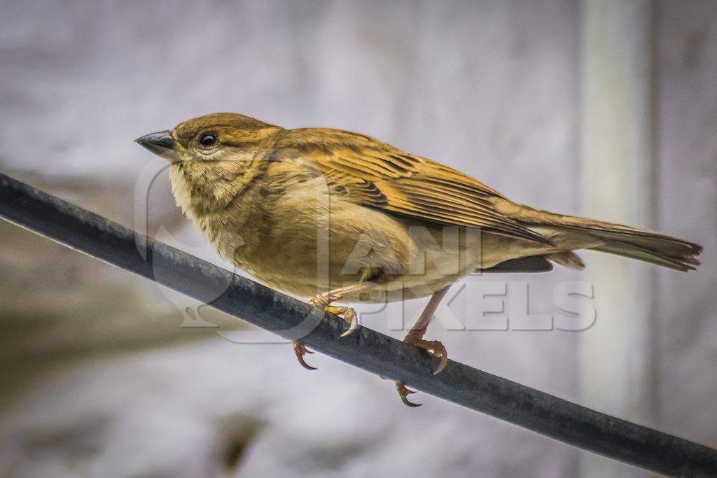 Small sparrow bird sitting on wire with white background
