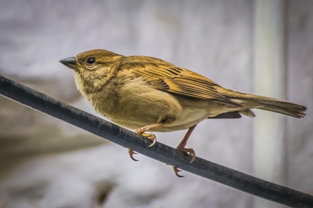 Small sparrow bird sitting on wire with white background