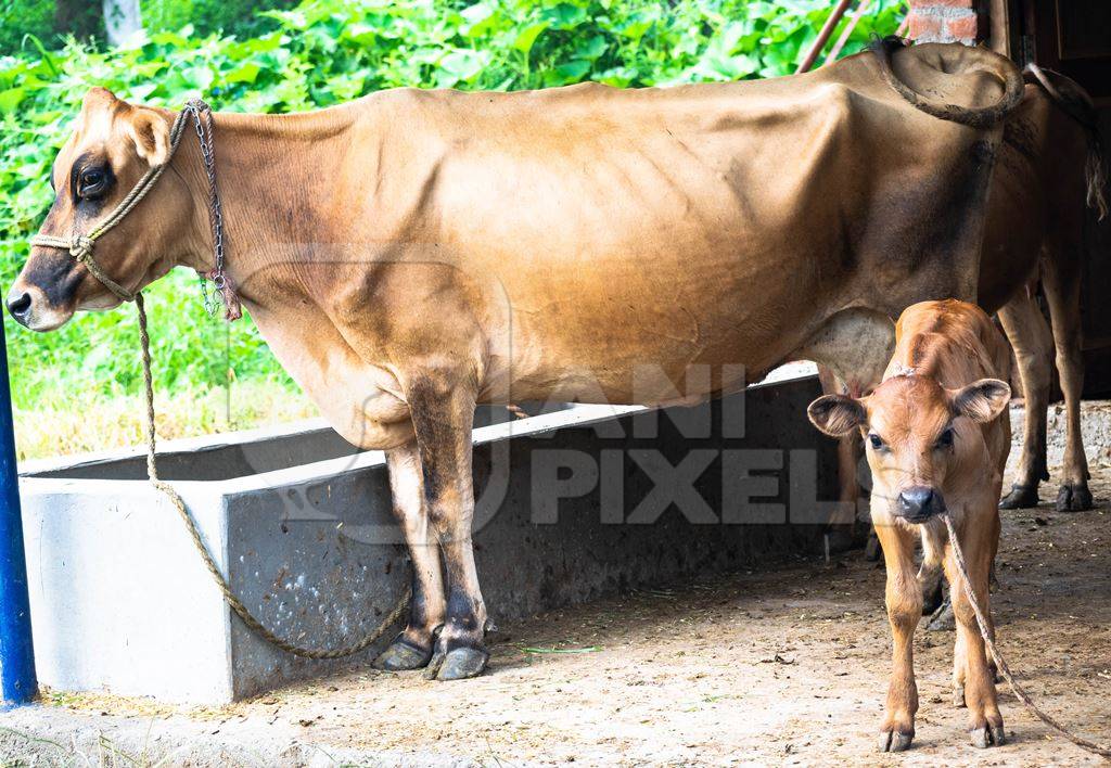Photo of farmed Indian dairy cow with calf on a farm in India