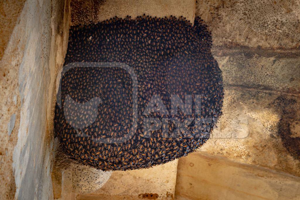 Indian bees nest under eaves of building in Rajasthan, India