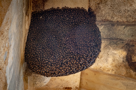 Indian bees nest under eaves of building in Rajasthan, India