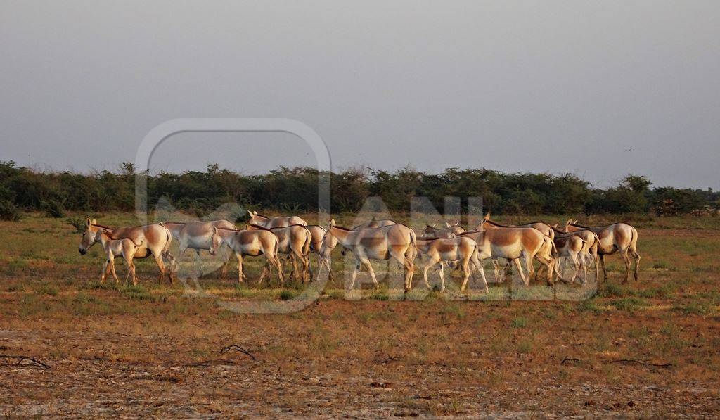 Herd of wild ass in field in Rann of Kutch in Gujurat