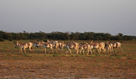 Herd of wild ass in field in Rann of Kutch in Gujurat