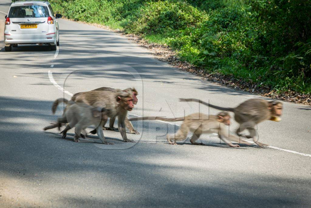 Group or troupe of Indian macaque monkeys crossing a dangerous road with traffic in the Western Ghat hills in Kerala, India