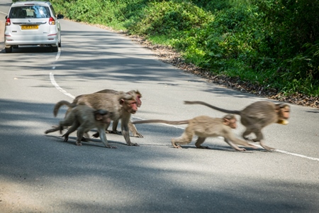 Group or troupe of Indian macaque monkeys crossing a dangerous road with traffic in the Western Ghat hills in Kerala, India