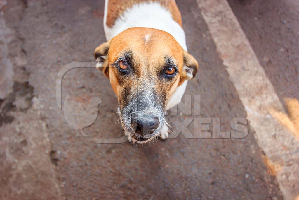Street dog with big orange eyes looking up on the road