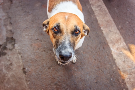 Street dog with big orange eyes looking up on the road