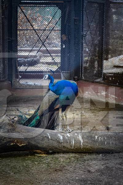 Peacock bird in dirty barren enclosure in captivity at Kolkata zoo, Kolkata, India, 2022