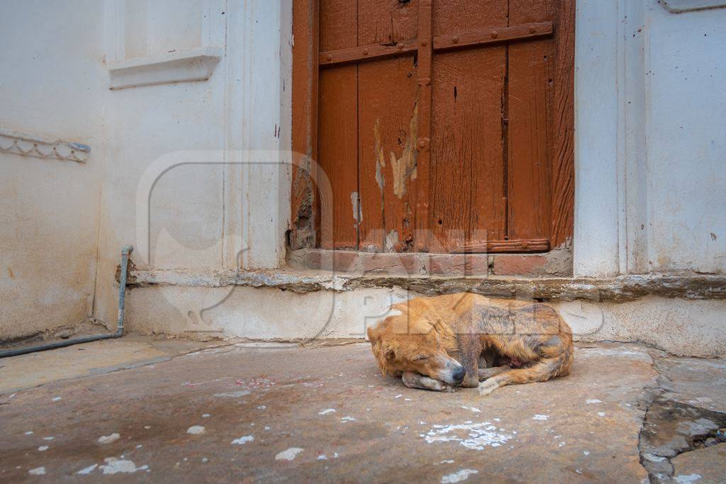 Indian stray or street dog sleeping on the street in the town of Pushkar in Rajasthan in India
