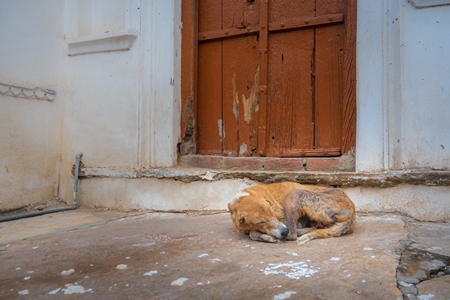 Indian stray or street dog sleeping on the street in the town of Pushkar in Rajasthan in India