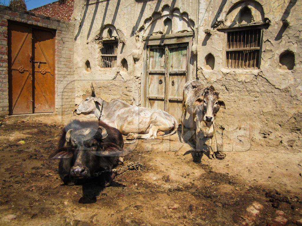 Dairy cows tied up in a rural village in Uttar Pradesh.
