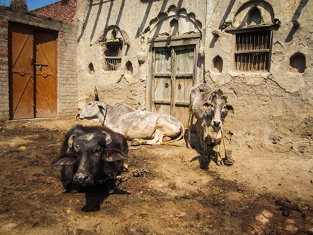 Dairy cows tied up in a rural village in Uttar Pradesh.