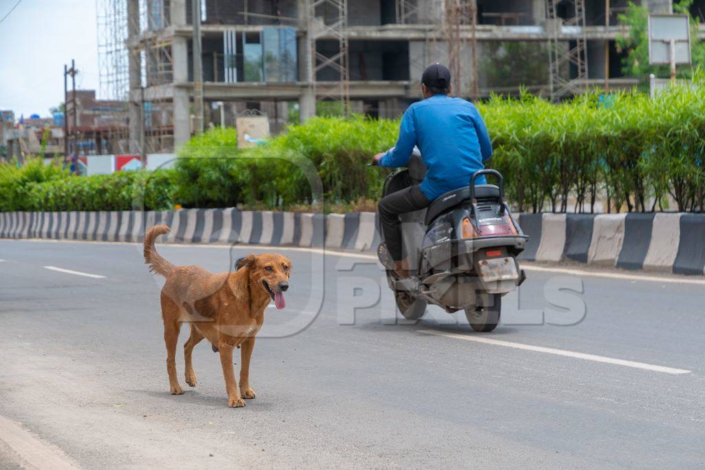 Photo of Indian street or stray dog in road with motorbike going past in urban city in Maharashtra in India